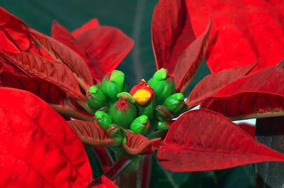 Euphorbia pulcherrim